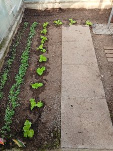 Salade Batavia Partition